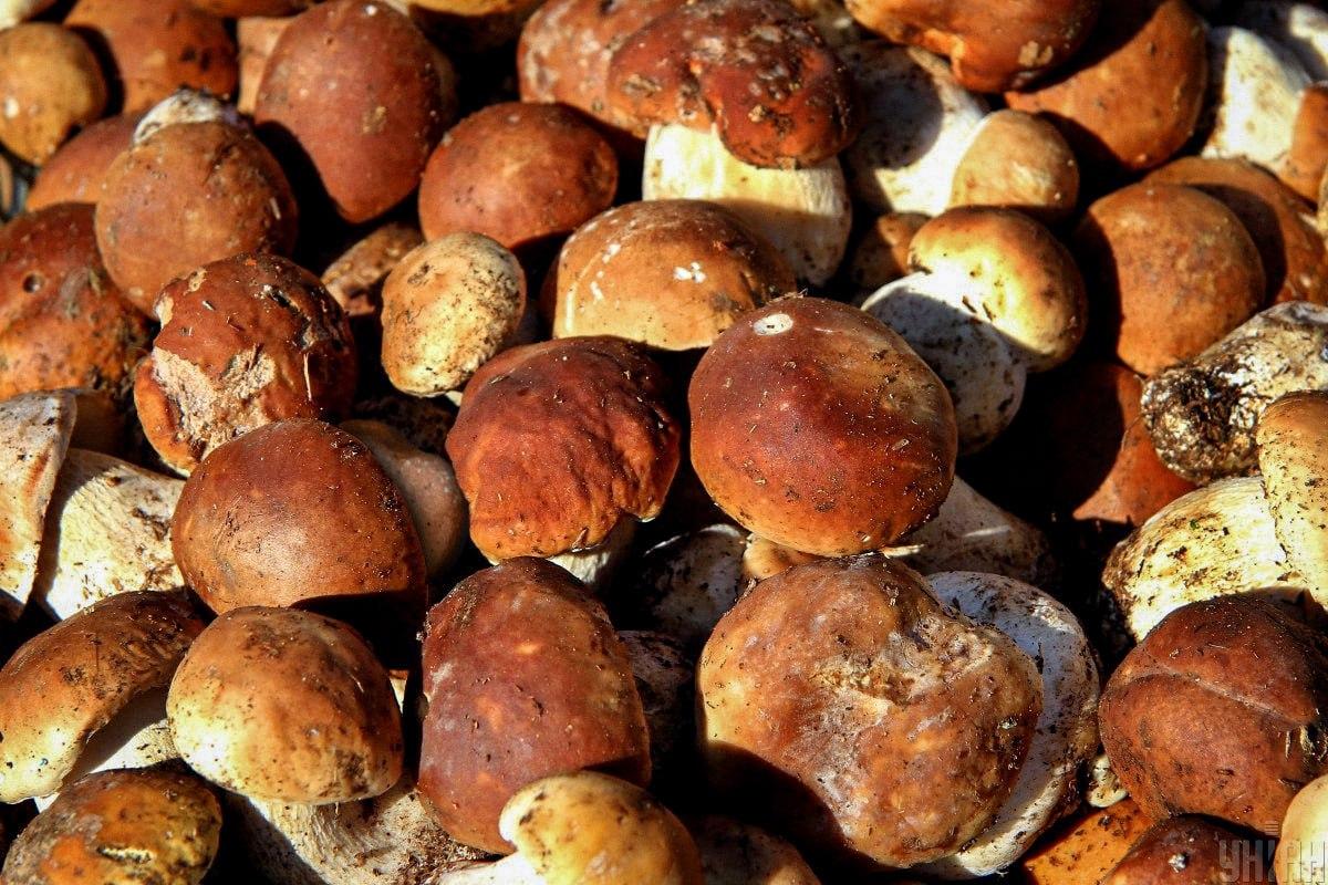 Laiku suraskite akmenį tarp grybų / Moje koliažas