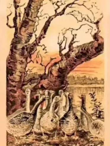 Optinė iliuzija Optinė iliuzija