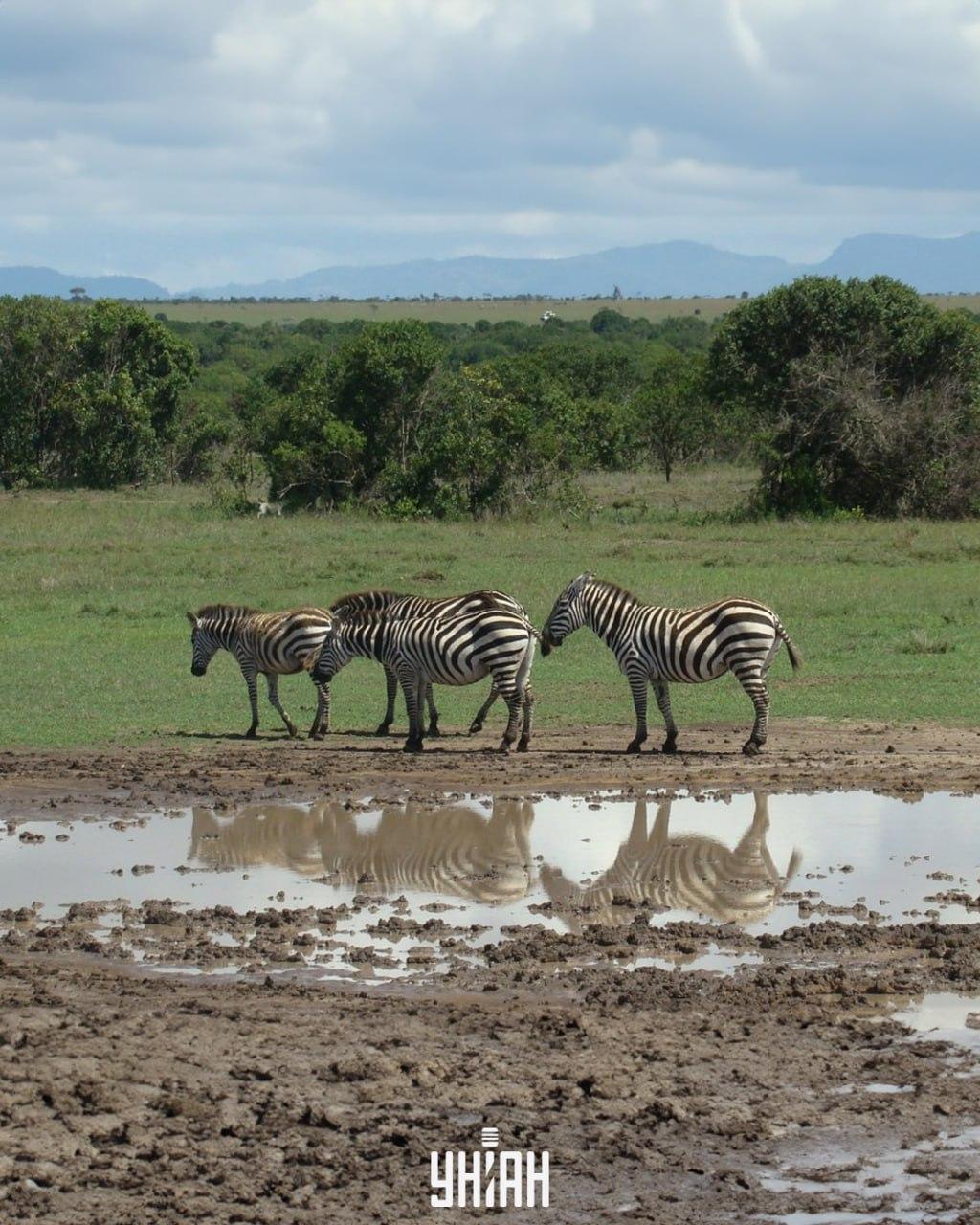 Šunį būtina surasti laiku / koliažas su Moje nuotr.