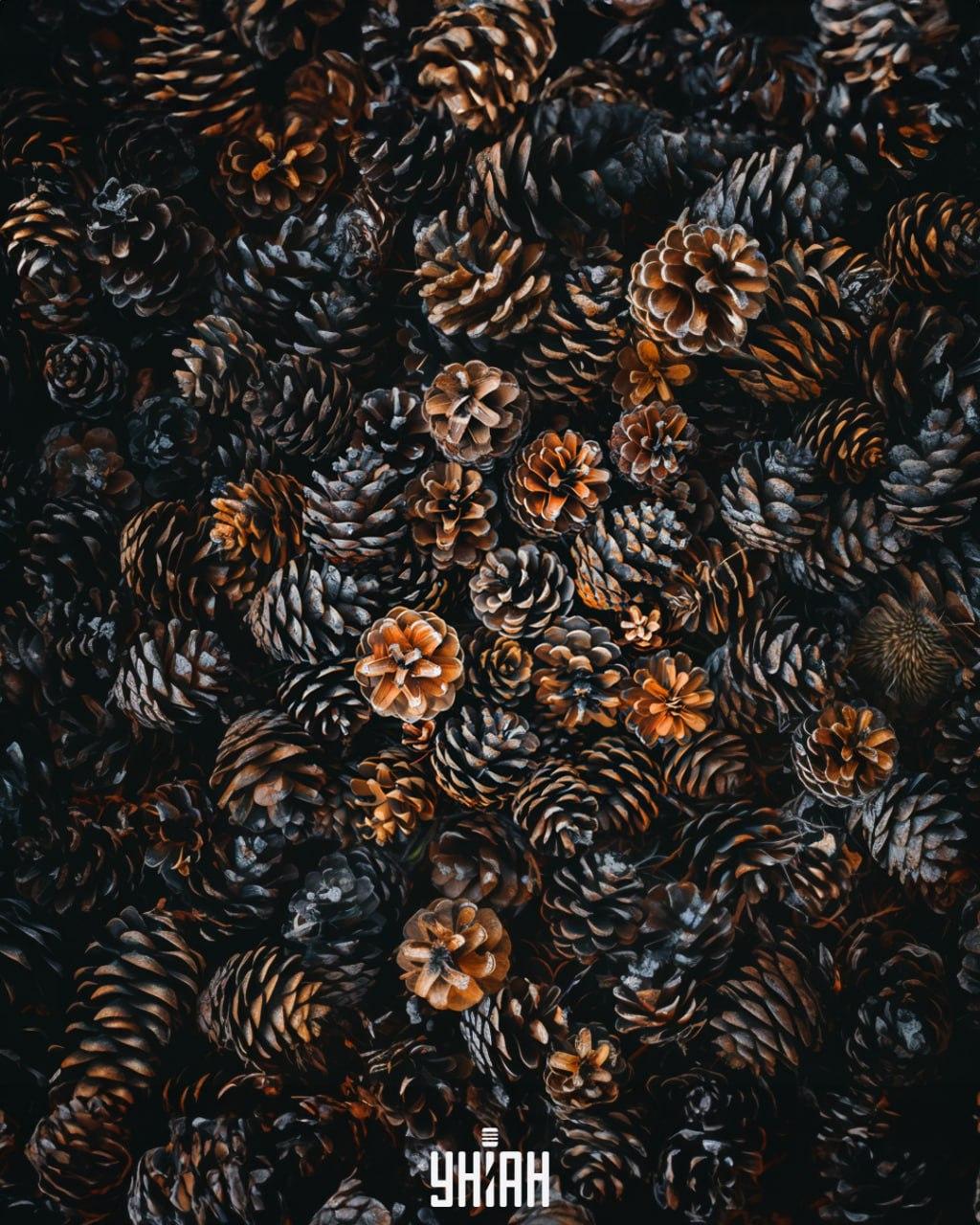 Tarp kūgių reikia rasti ežį / Moje koliažas