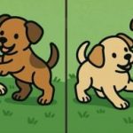 IQ testas: per 51 sekundę suraskite 3 skirtumus dviejų šuniukų nuotraukose IQ testas: per 51 sekundę suraskite 3 skirtumus dviejų šuniukų