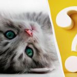 Katę kieme per 10 sekundžių pastebės tik aukštą intelekto koeficientą turintys žmonės: įdomi optinė iliuzija Katę kieme per 10 sekundžių pastebės tik aukštą intelekto koeficientą