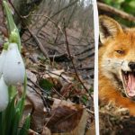 Optinė iliuzija parodys, koks yra jūsų IQ: per 9 sekundes miške turite surasti lapę. Optinė iliuzija parodys, koks yra jūsų IQ: per 9 sekundes