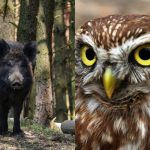 Per 9 sekundes gudrią pelėdą suras tik galingą IQ turintys žmonės: sudėtinga optinė iliuzija Per 9 sekundes gudrią pelėdą suras tik galingą IQ turintys