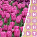 Tik 2 proc. žmonių per 8 sekundes suranda žodį "tulpė": netikėta mįslė Tik 2 proc. žmonių per 8 sekundes suranda žodį „tulpė”: