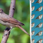 Tik erelio akis turintys žmonės per 12 sekundžių gali rasti žodį "nightingale": sudėtingas galvosūkių žaidimas Tik erelio akis turintys žmonės per 12 sekundžių gali rasti