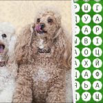 Turite turėti erelio akis, kad per 10 sekundžių rastumėte žodį "pudelis": sudėtingas galvosūkių žaidimas Turite turėti erelio akis, kad per 10 sekundžių rastumėte žodį