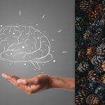 Visi mato kūgelius, bet jūs turite rasti ežį per 7 sekundes: IQ testas Visi mato kūgelius, bet jūs turite rasti ežį per 7