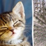 Visi mato povą, o kačiuką per 10 sekundžių randa tik aukštą intelekto koeficientą turintys žmonės: keista iliuzija Visi mato povą, o kačiuką per 10 sekundžių randa tik