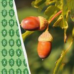 Žodį "ąžuolas" per 11 sekundžių sugeba rasti tik 1 proc. žmonių: stebėtinai sudėtingas galvosūkis Žodį „ąžuolas” per 11 sekundžių sugeba rasti tik 1 proc.