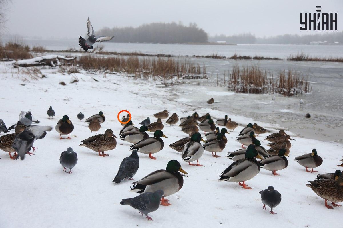 Prie optinių iliuzijų centro slėpėsi žvirblis / koliažas su Moje nuotr.