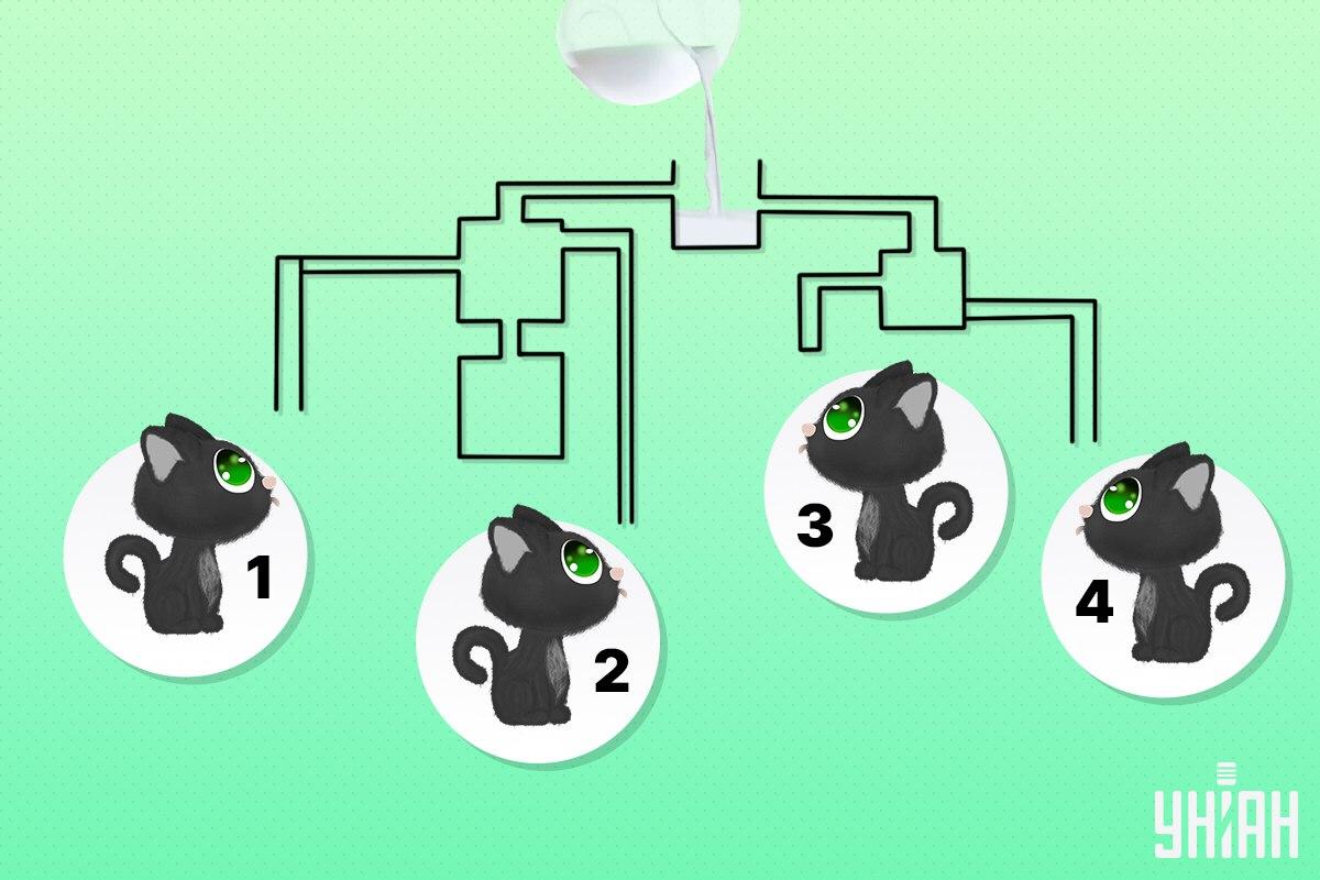 Suraskite katę, kuri pirmoji išgers pieno / Moje koliažas