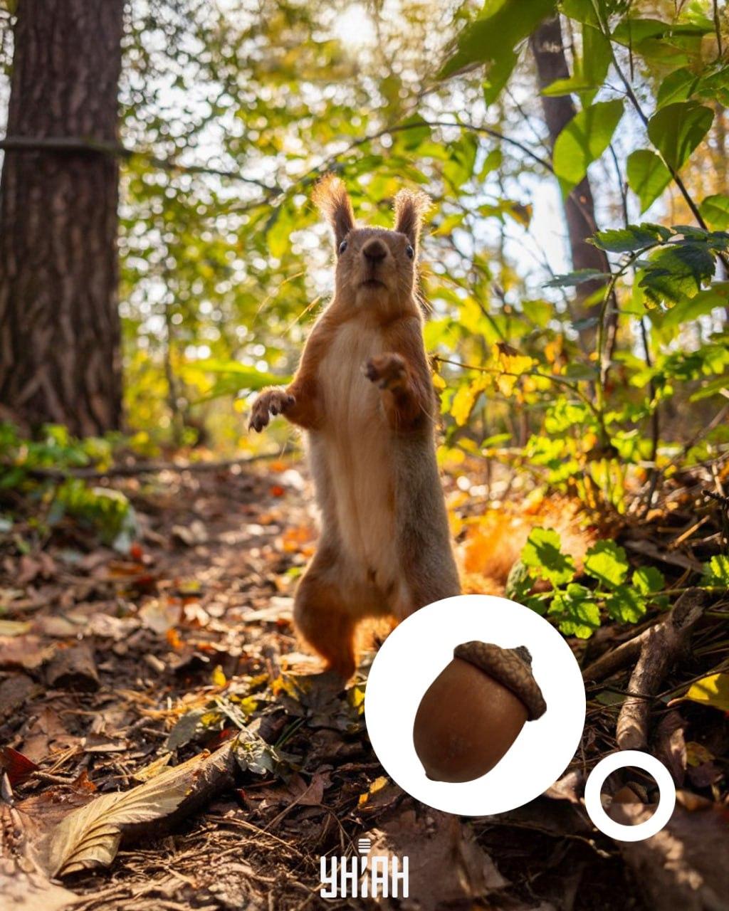 Gilės buvo optinės dėlionės / koliažo su Moje nuotrauka apačioje