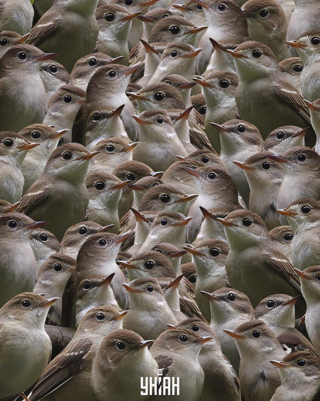 Žvirblio reikia ieškoti tarp naktigonių / Moje koliažas