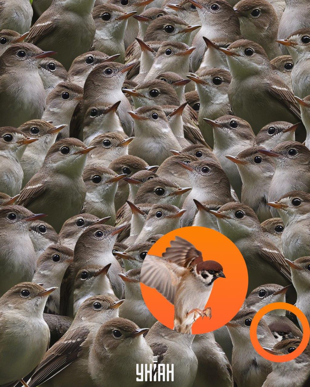 Žvirblis buvo dėlionės apačioje / Moje koliažas