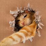 Kiek jūsų katė yra genijus: paprastas IQ testas su žaislu ir dėžute Kiek jūsų katė yra genijus: paprastas IQ testas su žaislu