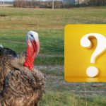 Tik IQ milžinas gali rasti žvirblį per 10 sekundžių: pasitikrinkite save Tik IQ milžinas gali rasti žvirblį per 10 sekundžių: pasitikrinkite