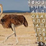 Žodį "strutis" per 10 sekundžių suras tik aukštą IQ turintys žmonės: sudėtingas galvosūkių žaidimas Žodį „strutis” per 10 sekundžių suras tik aukštą IQ turintys