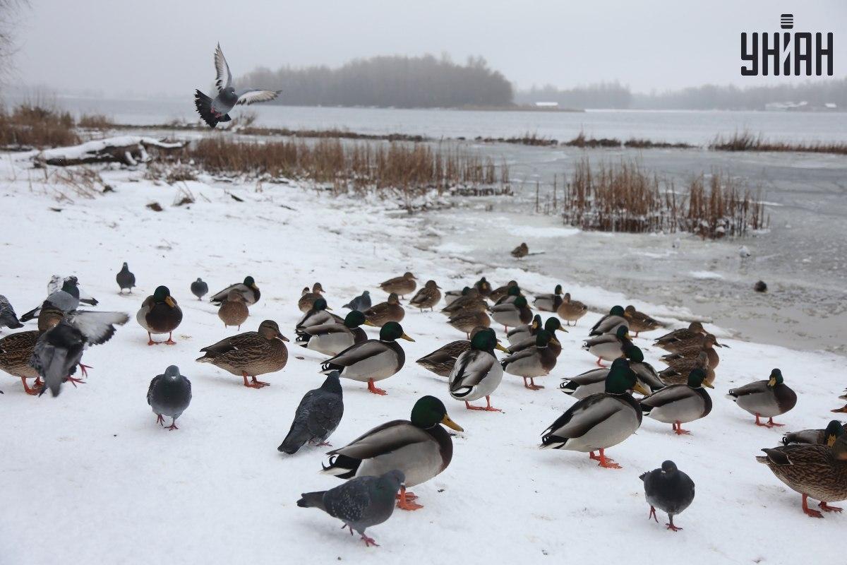 Suraskite žvirblį per kelias sekundes / koliažas su Moje nuotr.